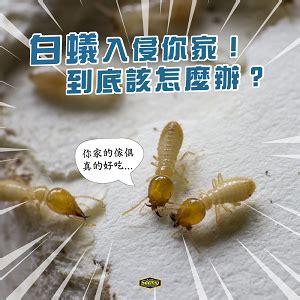 家裡有白蟻該如何處理|白蟻防治該怎麼實施？5個專家多年實作方法一定要學。